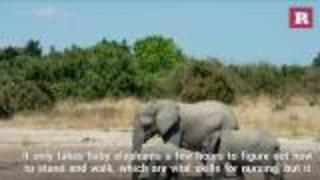 How baby elephants drink water | Rare Animals