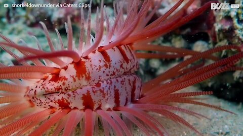 Cette créature étrange des fonds marins ressemble à un œil humain