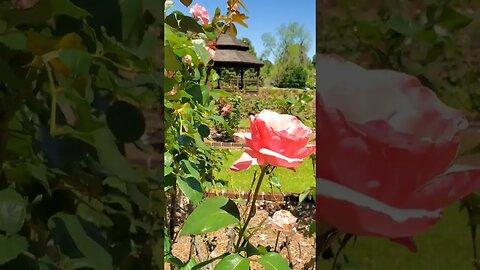 Ever been to this World Famous Rose Garden? - 05 #shorts