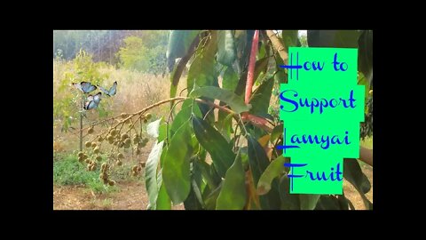 How to Post Up Lamyai Trees and Support the Fruit