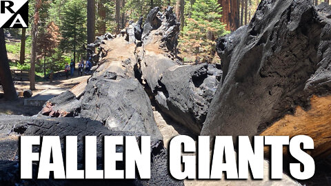 Fallen Giants: 1,800-Year-Old Sequoias Murdered by the Best of Human Intentions