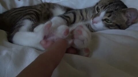 Very Funny Little Cat Stretches His Toes When I Tickle His Paw