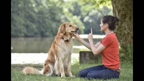 Golden Retriever Why do I eat chili🥲 Dogs protect the hostess😎 Funny awesome loyal dog's