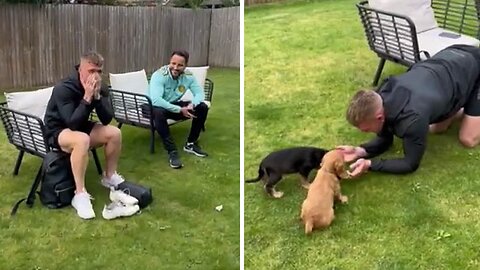 Wonderful Woman Surprises Her Partner With Two Cute Cocker Spaniel Puppies