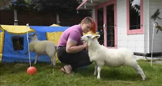 Família vive com ovelhas como se fossem cães de estimação