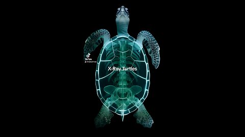 X-Ray Turtles