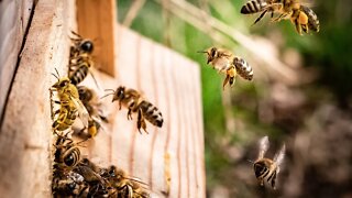 Top Incredible REASONS Why Honey Bees Are Important To YOU