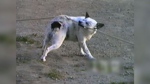 Dog Scratches His Back Like A Pro