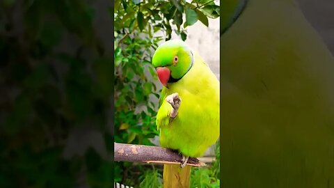parrot short video|parrot 🦜 sounds video