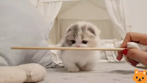 cute kitten videos short leg cat- KimsKennelUS#2