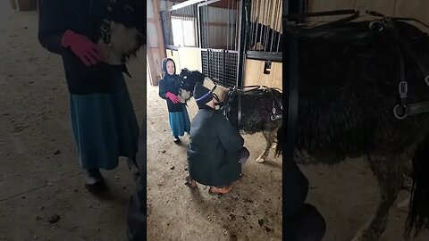 Amish Kids Pony