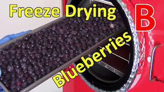 Freeze Drying Blueberries
