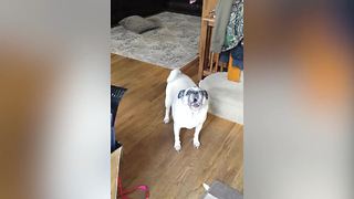 Funny Dog Screams “No!” When His Owner Tries To Get Him To Go Outside
