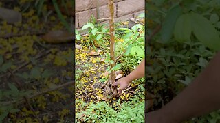 Dying Tree? You've done this all WRONG!!! #shorts #rootflare #planting #tree #gardening