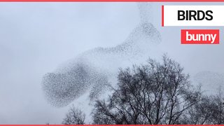 Amazing video shows huge flock of birds taking the shape of a rabbit