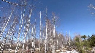 Vlog - Still clearing up branches and logs.
