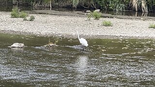White Egret fishing the Humber River