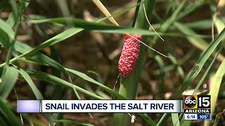 Apple snails invading Salt River