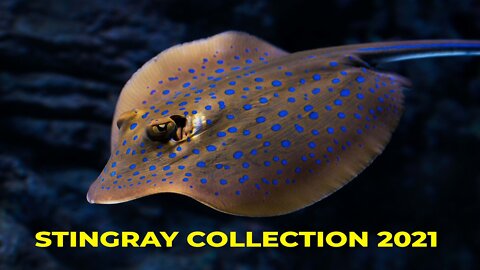 Stingrays in the Cayman Islands | Sea Stingray Life Cycle | Stingray Video