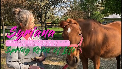 NJVH-018: Syriana, Thoroughbred Mare, Founding Horse at SRoLife... (UpWorthy Veterans Story)