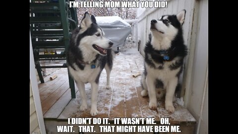 Guilty Husky Tries To Blame Other Dog! Funny Husky Dog!