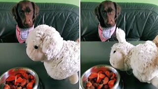 Pup sees toy die from "poisoned food", instantly spits out treat