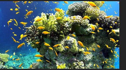 4K Videos | Meditation Music | Sleep Music | Relaxing Aquarium Video | 4K Aquarium coral reef Fish