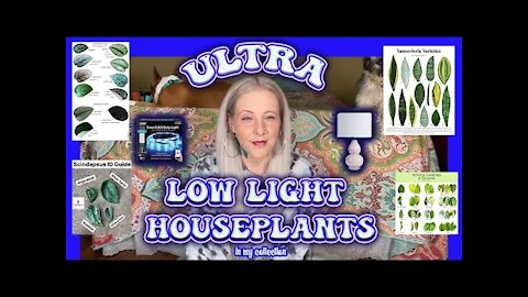 Ultra Low light Houseplants In My Collection