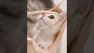 CAT VIDEO