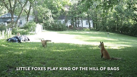 Little Foxes Play King Of The Hill Of Bags