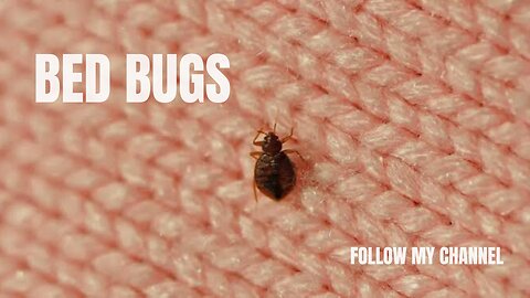 Watch Bed Bugs Get Stopped In Their Tracks