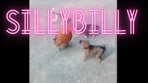 Chicken VS Dog Fight - Funny Dog Fight Videos sillybilly