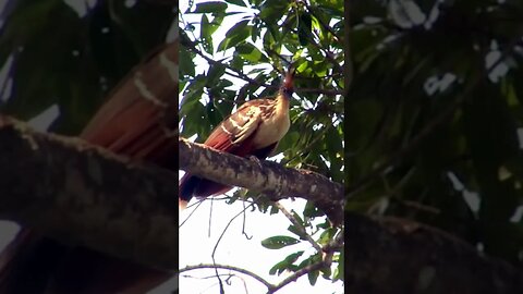 so many birds to see in Brazil , Hoatzin , Canje Pheasant