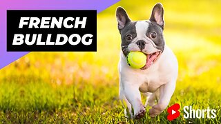 French Bulldog 🐶 One Of The Smallest Dog Breeds In The World #shorts