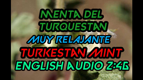 Menta Turquestan 🌿 Turquestan Mint 👑 Lagochilus inebrians MENTA INEBRIANTE 😍 Very Relaxing!😱