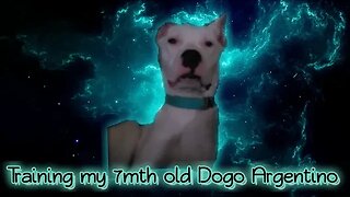 Service dog training/Basic manners while walking w/a 7mth old Dogo Argentino puppy