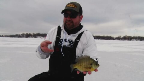 Icing BIG Bluegill in South Central Minnesota