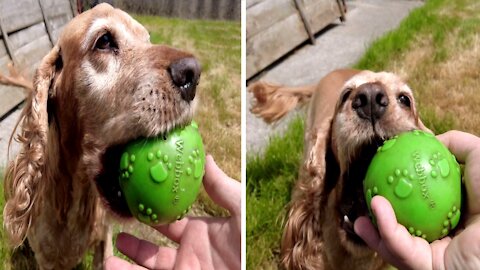 Honey the cocker spaniel plays fetch