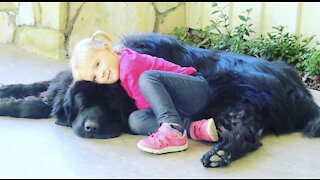 This little girl and her giant Newfoundland will make your day brighter