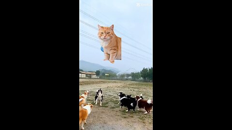 cat fighting dog