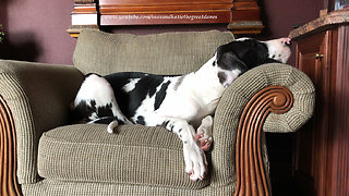 Five Month Old Great Dane Puppy Enjoys a Cat Nap