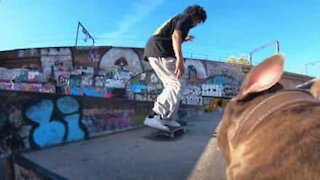 Hund filmer skateboardere som en professionel kameramand