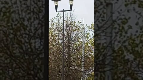 light post bird 2022