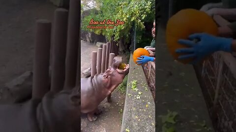 Hungry Hippos Enjoy Pumkin treats | #youtubeshorts #shorts #viral #travel #ytshorts