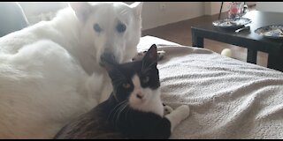 How a Cat and a White Shepherd Became Best Friends