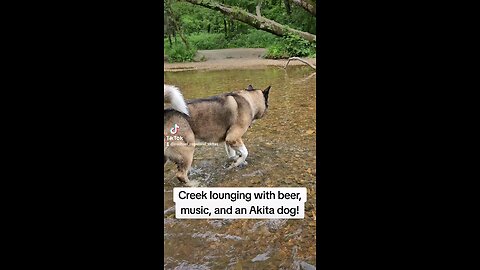 Relaxing in Nature ● Creek Lounging ● Beer, Music, Sun, and your Dog ● How to Enjoy a Nice Day