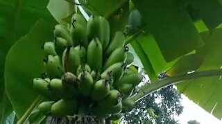 sweet banana tree