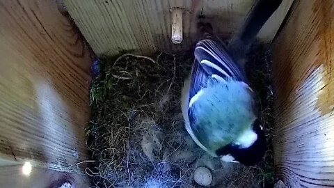 Great Tit adventure Day 19 - We have first egg!