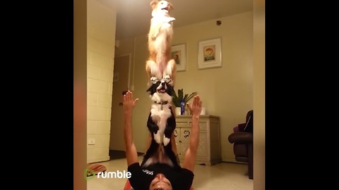 This Compilation Of Playful Dogs Will Definitely Brighten Your Day.