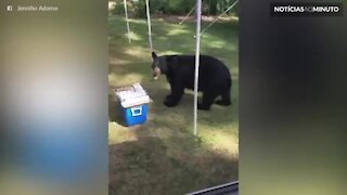Urso invade festa de aniversário e acaba com o bolo